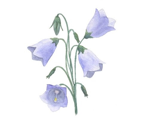 Рисунок колокольчика растения