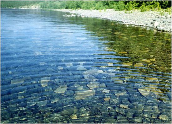 The forest как очистить воду в бурдюке