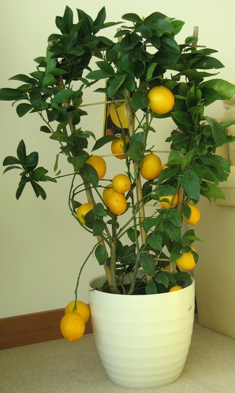 Как прорастить лимон из косточки в домашних условиях фото пошагово