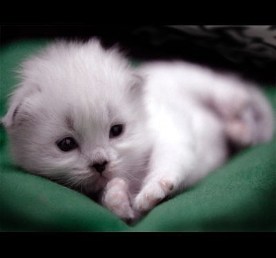 Фото белого котенка
