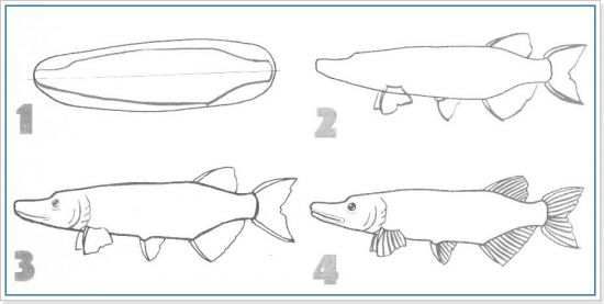 Нарисовать щуку карандашом