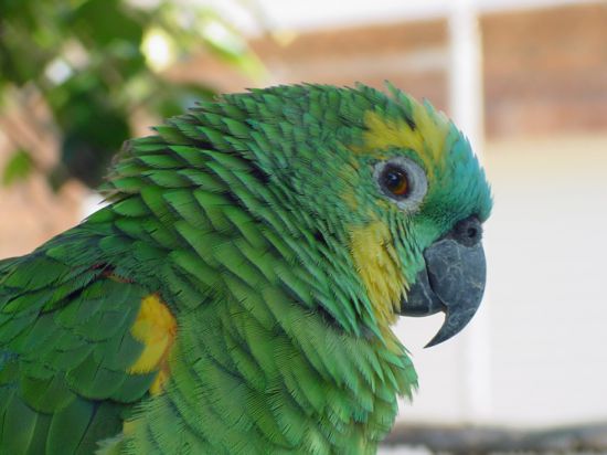 Болезни волнистых попугаев их симптомы и лечение фото и описание