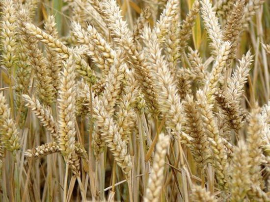 Как отличить пшеницу от тритикале фото