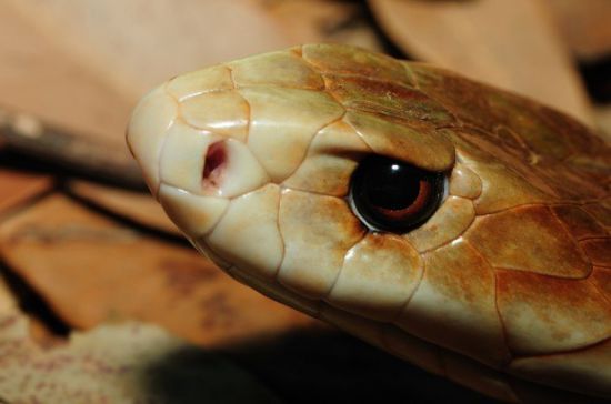  змея самая толстая в мире самая толстая змея в мире Животные Другое
