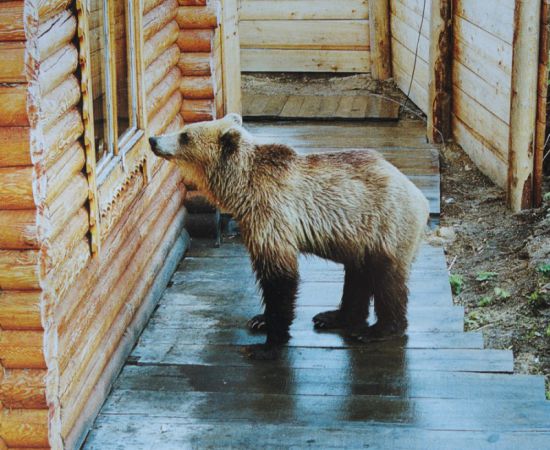 Как приручить медведя в реальной жизни