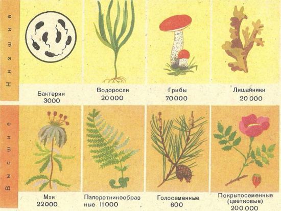 Схема эволюции растений 6 класс