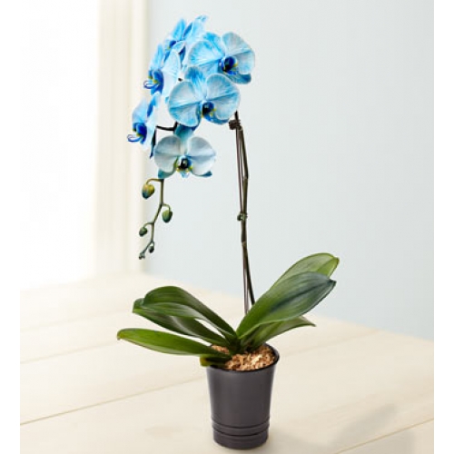 Синяя орхидея в горшке. Орхидея фаленопсис голубая. Бирюзовая Орхидея фаленопсис. Фаленопсис Орхидея голубой в горшках. Орхидея Рейнбоу голубая.
