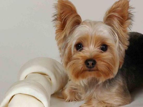 How much should a Yorkie weigh at 6 months Yorkshire Terrier weight Dog