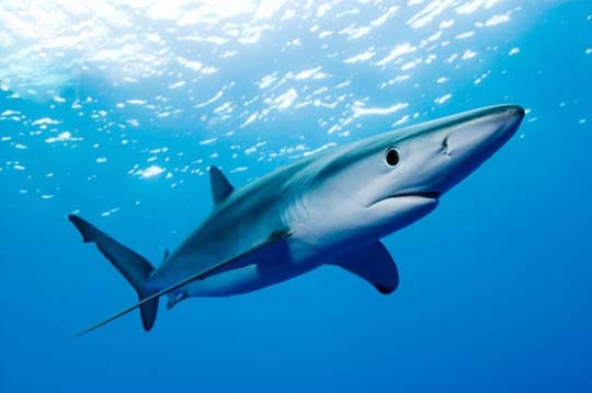Какие акулы водятся в балтийском море фото и названия