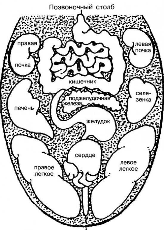 Карта языка человека по органам