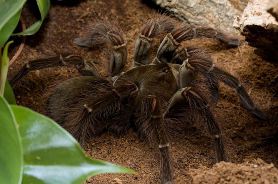 Самый большой паук на земле фото размером с человека