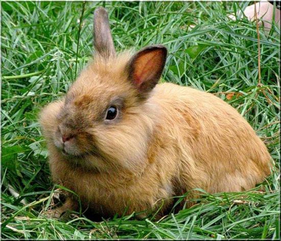 Какой травой нельзя кормить кроликов летом фото