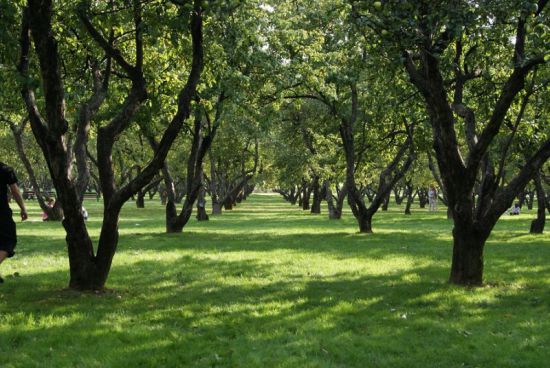 Парк коломенское фото сейчас