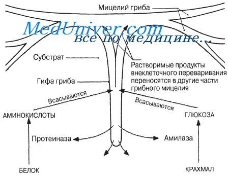 На рисунке изображен процесс иллюстрирующий присущее всем живым организмам свойство