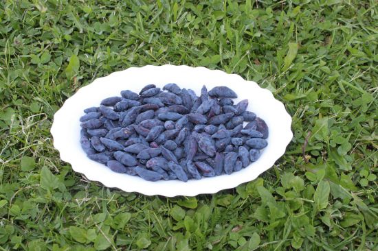 Что такое жимолость и чем она полезна Продукты питания