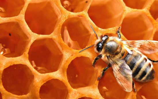 Полезные свойства перги Перга пчелиная - полезные свойства ...