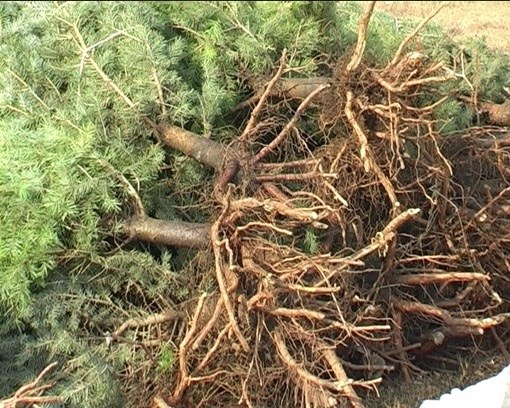 Какие корни у елки фото