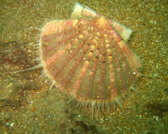 Гребешки водоросли фото