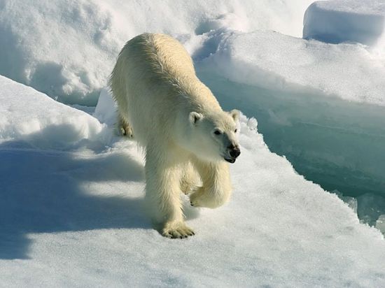 Интересные фото белого медведя