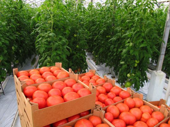 Как пасынковать помидоры в открытом грунте пошаговое описание с фото пошагово в домашних условиях
