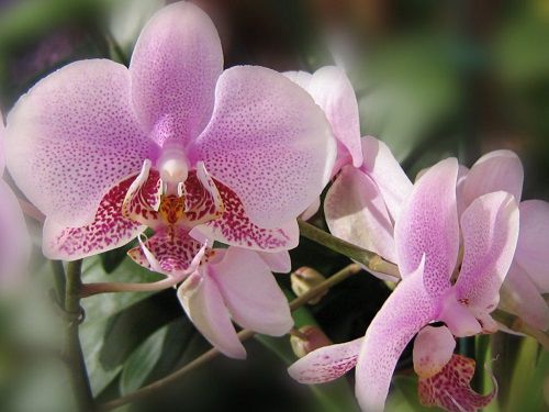 Как правильно обрезать орхидею после цветения в домашних условиях фото пошаговое