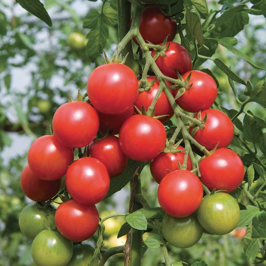 Как вырастить томаты черри сорта «Вишня красная» Сад и огород