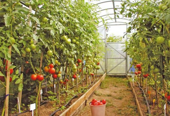 Как выращивать помидоры в теплице из поликарбоната: ликбез для новичков .
