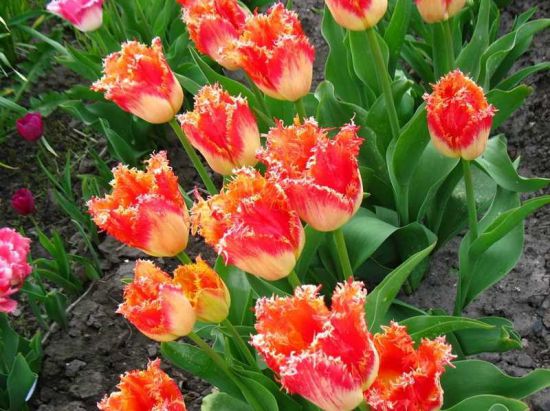 Когда и как сажать тюльпаны осенью Сад и огород