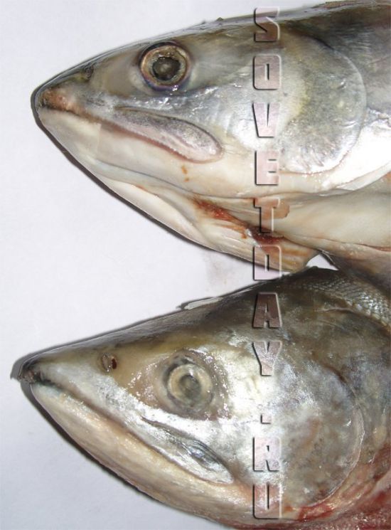 Рыба похожая на горбушу с белым мясом фото и название