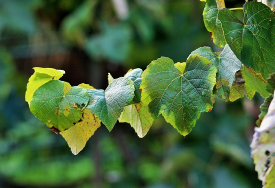 Фото больных листьев винограда с названием