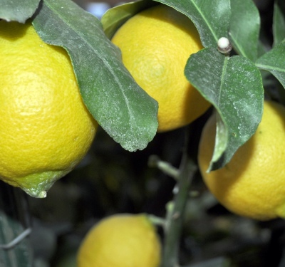 How to care for lemon at home