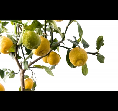 Как ухаживать за лимоном в домашних условиях