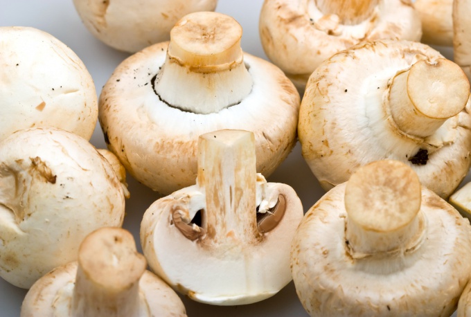 How to grow mushrooms