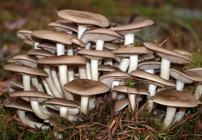 How to recognize a poisonous mushroom