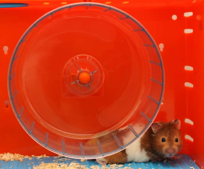 How to care for a hamster