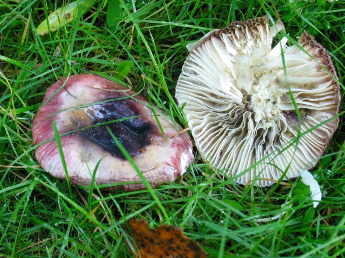How to cook Russula