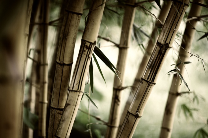 Как ухаживать за бамбуком
