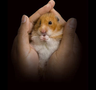 How to wash a hamster