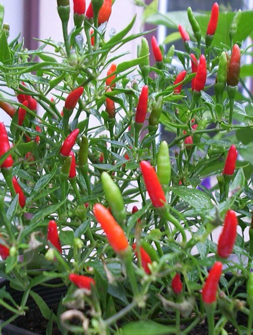 How to grow chili pepper