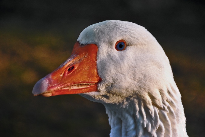 How to determine the sex of geese