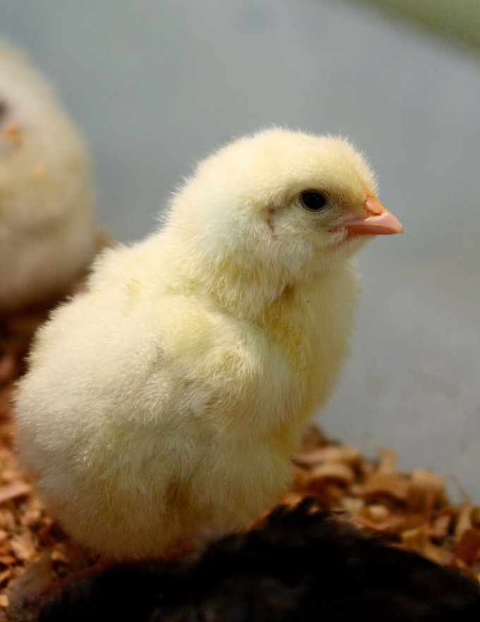 How to keep broilers