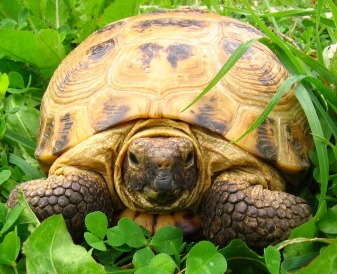 How to determine the age of tortoises