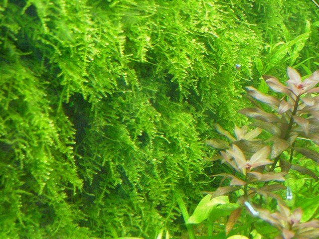 How to plant moss