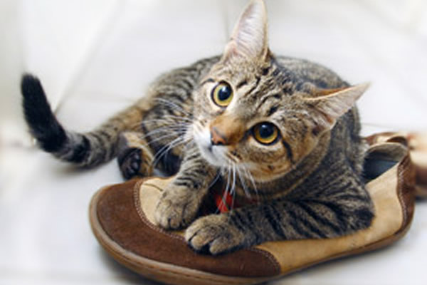 Как убрать запах кошачьей мочи с обуви