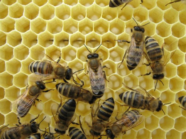 Как приготовить канди для пчел