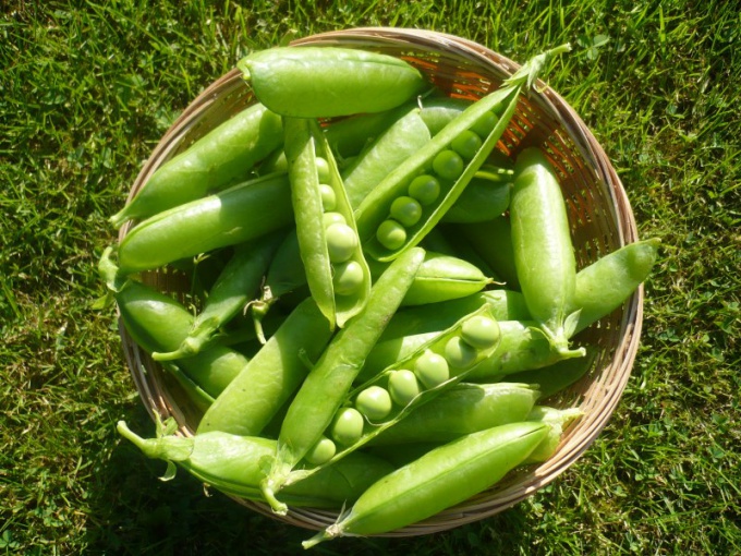 How to plant peas