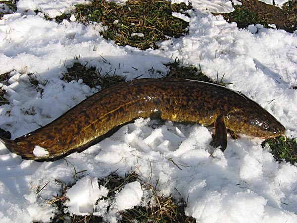 How to cook eggs burbot
