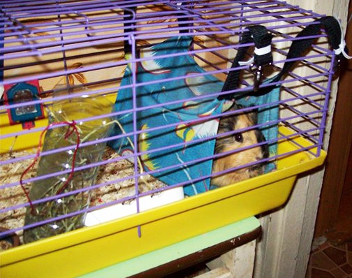 How to make a hammock for your Guinea pigs