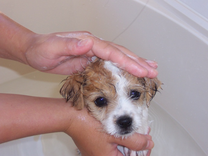 How to wash a puppy