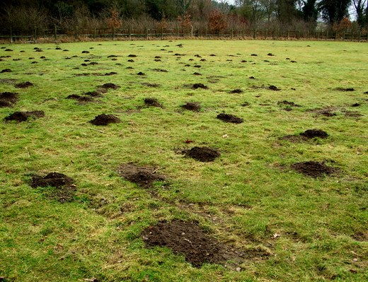 How to get rid of moles in the garden